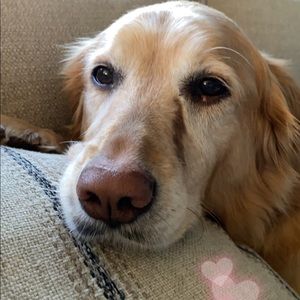 Meet your Posher, Pam